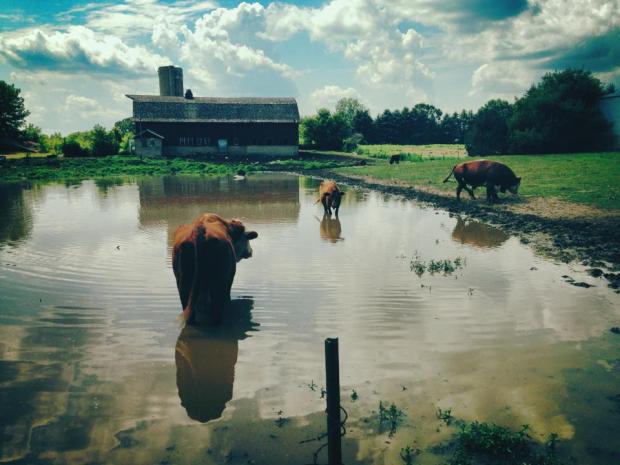 cows on a back country Wisconsin road
