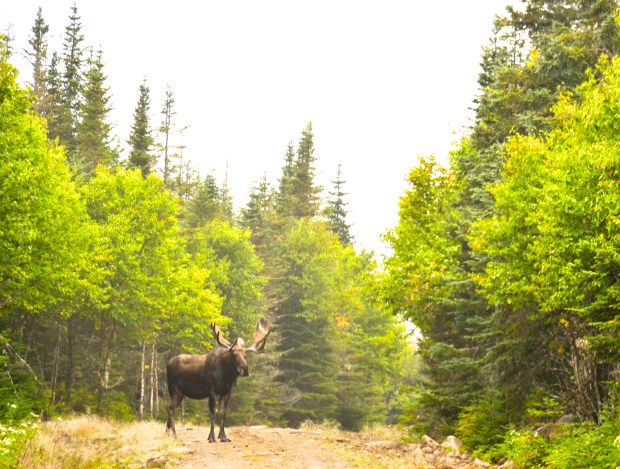 Moose. Québec, Canada