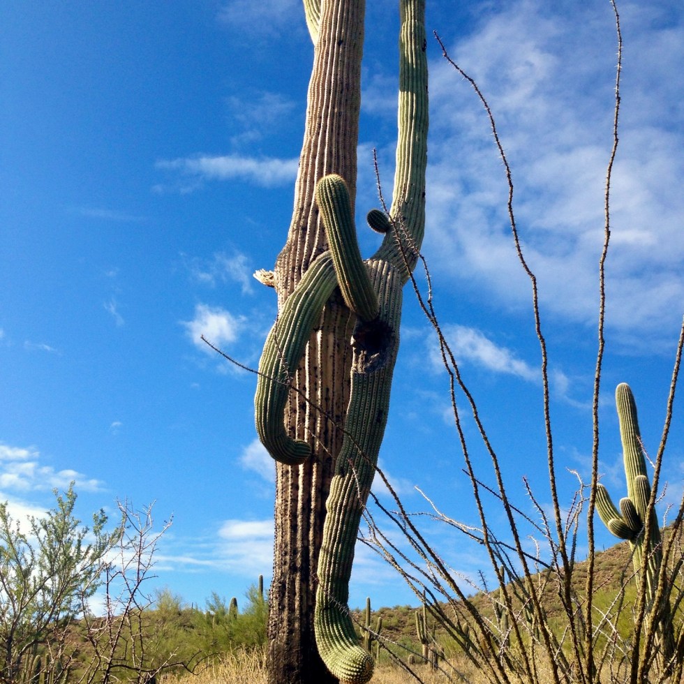 No idea what's going on. Tonto National Park. Mesa, Arizona