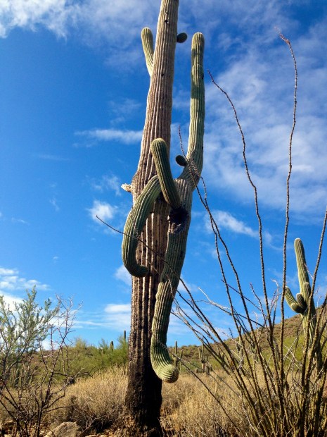 No idea what's going on. Tonto National Park. Mesa, Arizona