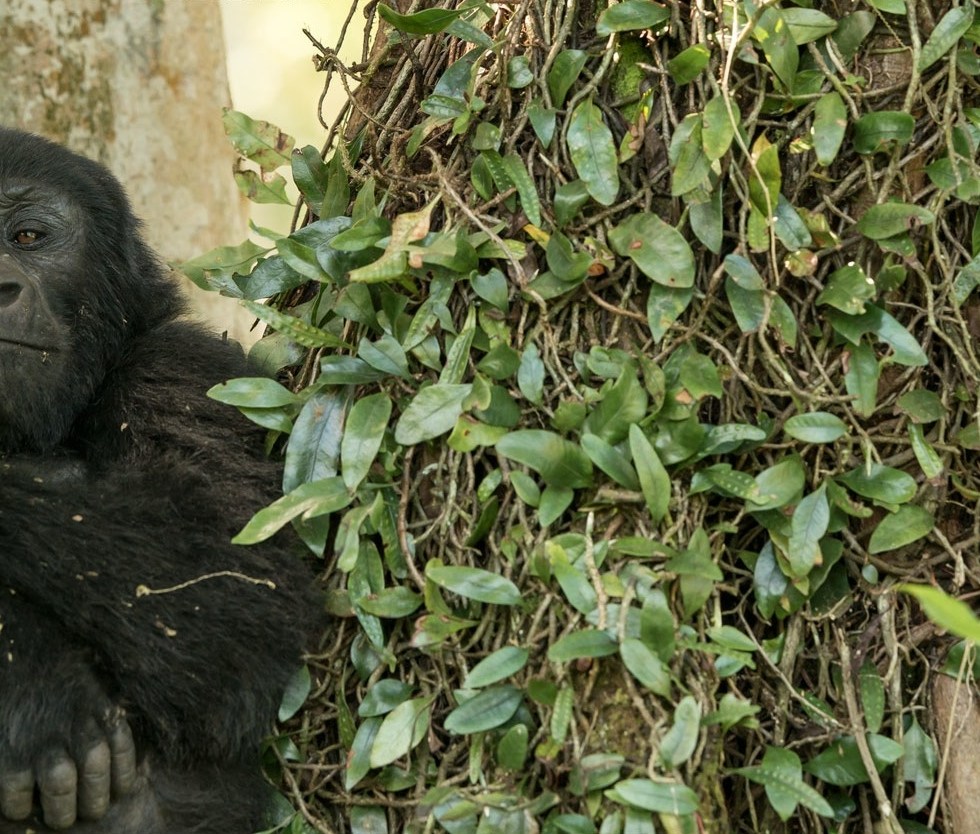 Young Gorilla. Uganda. Photo cred: my Dad