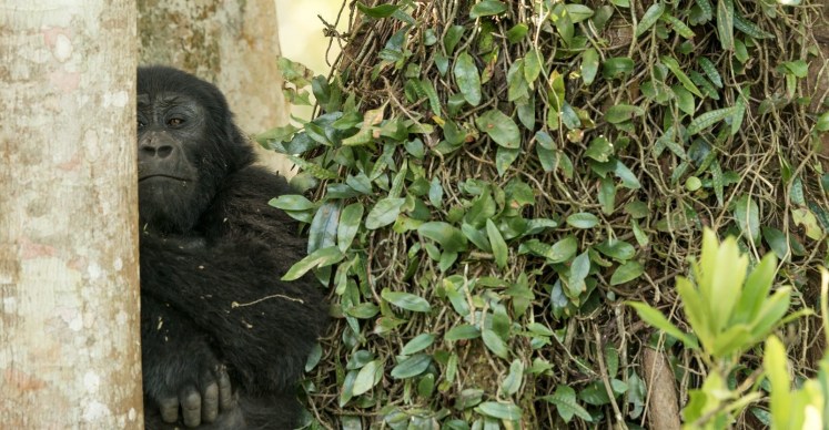 Young Gorilla. With an attitude. Uganda. photo cred: my Dad