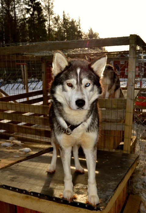 Sirius in the morning.