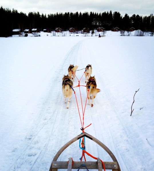 Driving my first team with Sigga, Greta, Gina and Ginger.