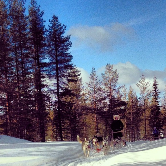 40k with my first six dog team...the kind of activity that requires an after sauna. Korvala, Finland.