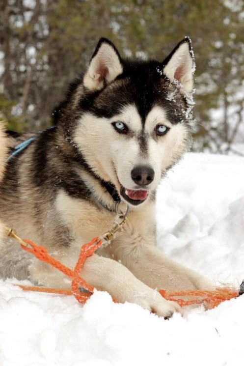 Monty the Monster, during a lunch break on a Sunday 40K run. Photo Cred: Mel