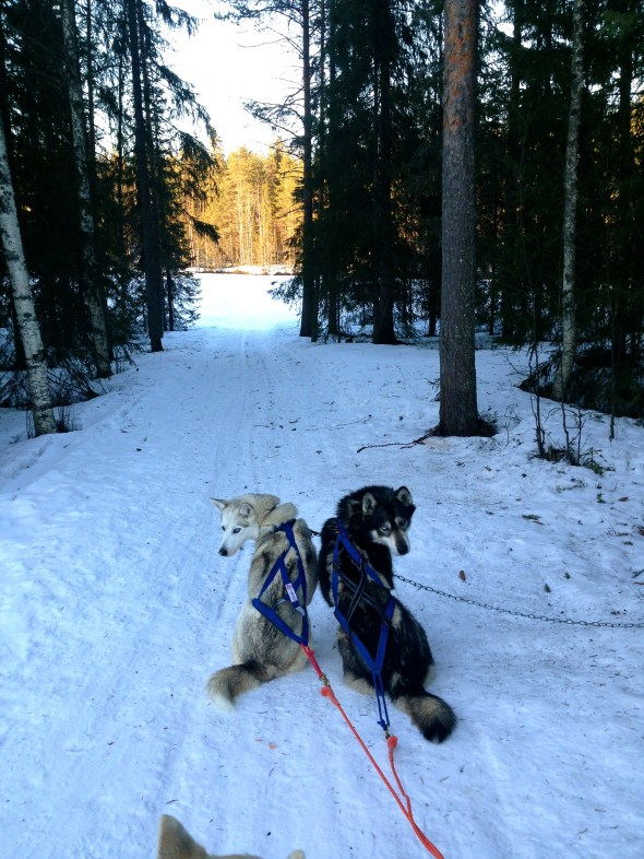 Flame and Hÿrra, wondering what all the noise is about...