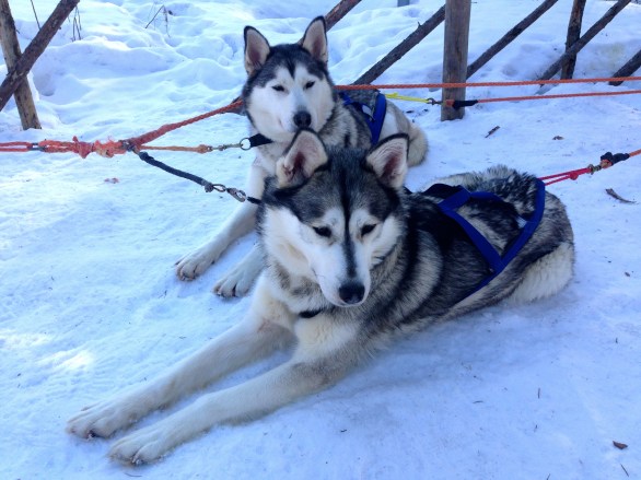 On Julja and Jompa watch. They look innocent now...