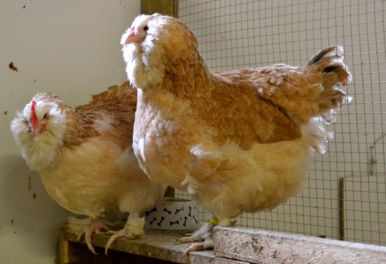 Two of my favorite hens.
