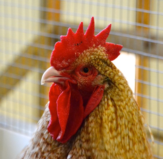 This guy is awesome.