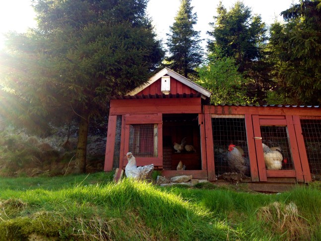 One of many homes for the  feathered residents.