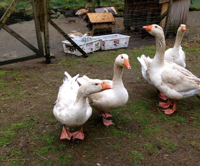 Mean Goose with his side eye, and a nice one at that. I would get him in his hissing stage, but I'm too afraid to take my eyes off him then.