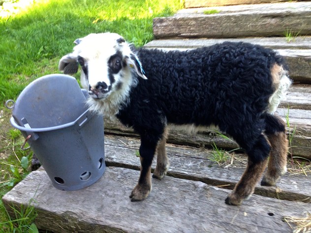 It's nearly impossible to get a photo of him not moving.