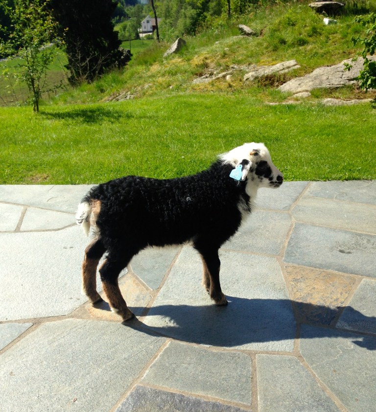 bounded up the hill in the background