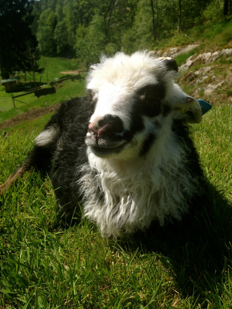 dozing in the sun. I actually tried to use the ladies room while he was sleeping. But he woke up.