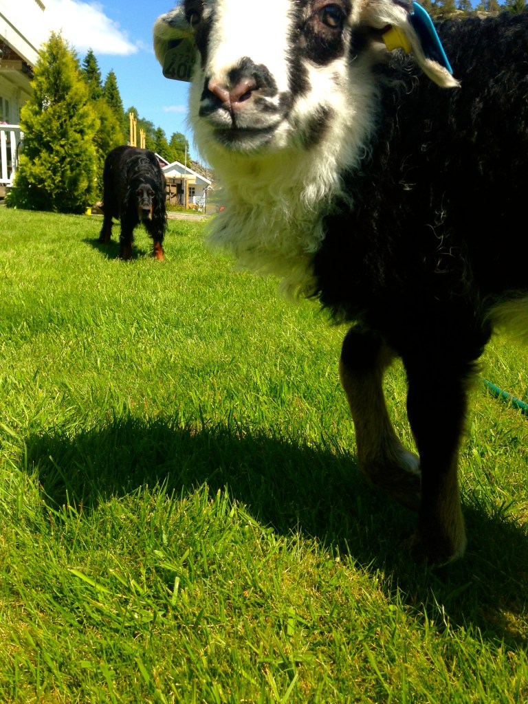 what is that thing, and why is it staring at me?