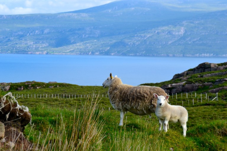 Because my sheep will miss me too much.