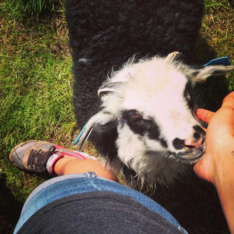 And of course...Curly. Goodbye, little dude. 