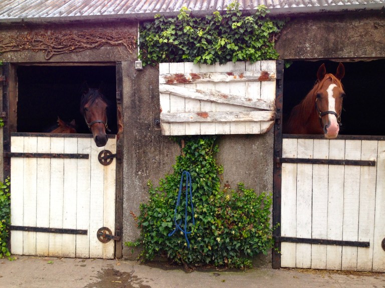 Temporarily inside to care for injured foals.