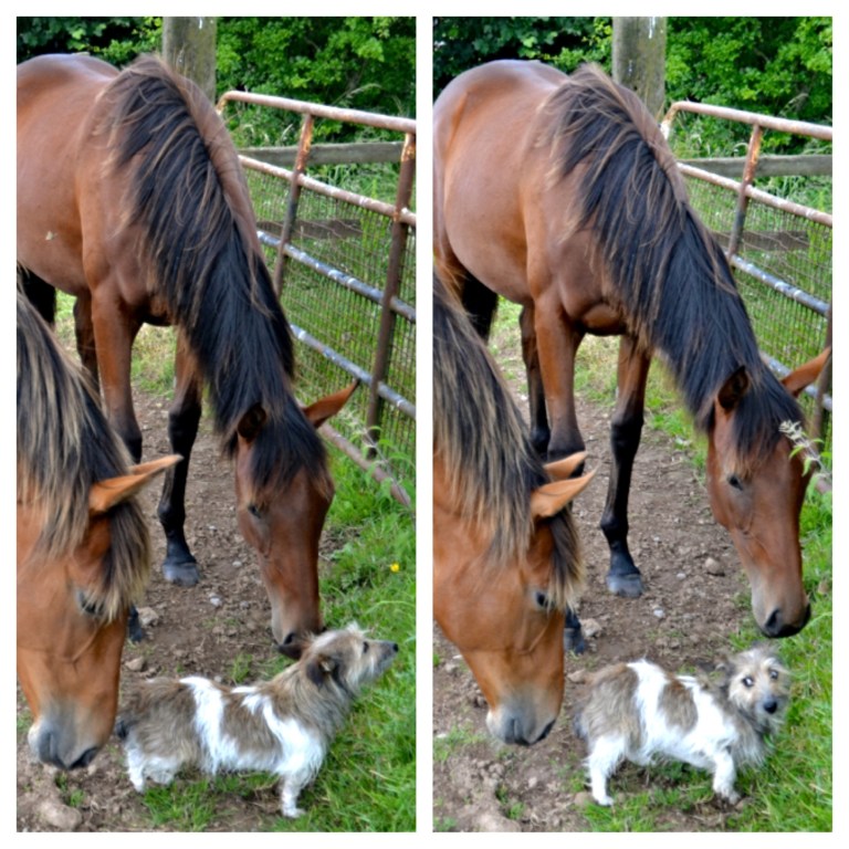 Kiki and the yearlings