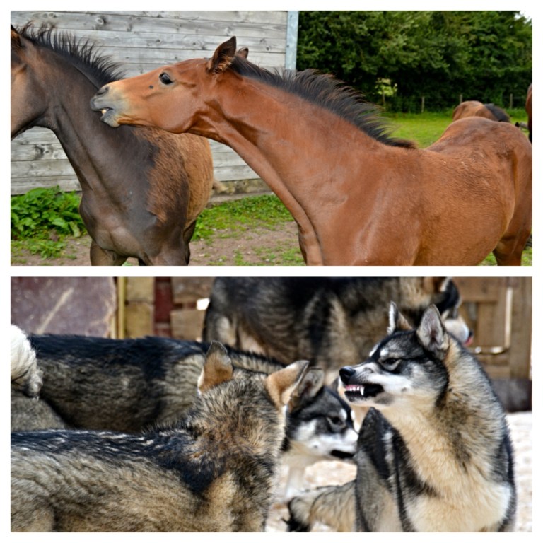 Donald nipping Lebakko & the Q puppies showing some teeth. 