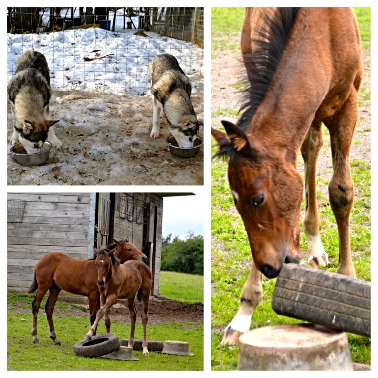 The T puppies actually behaving, Max playing with the food dish.