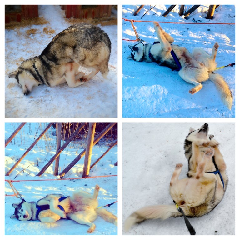 Seemi, doing what he does best.