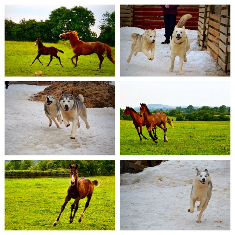 Mom's chasing kids, siblings frolicking