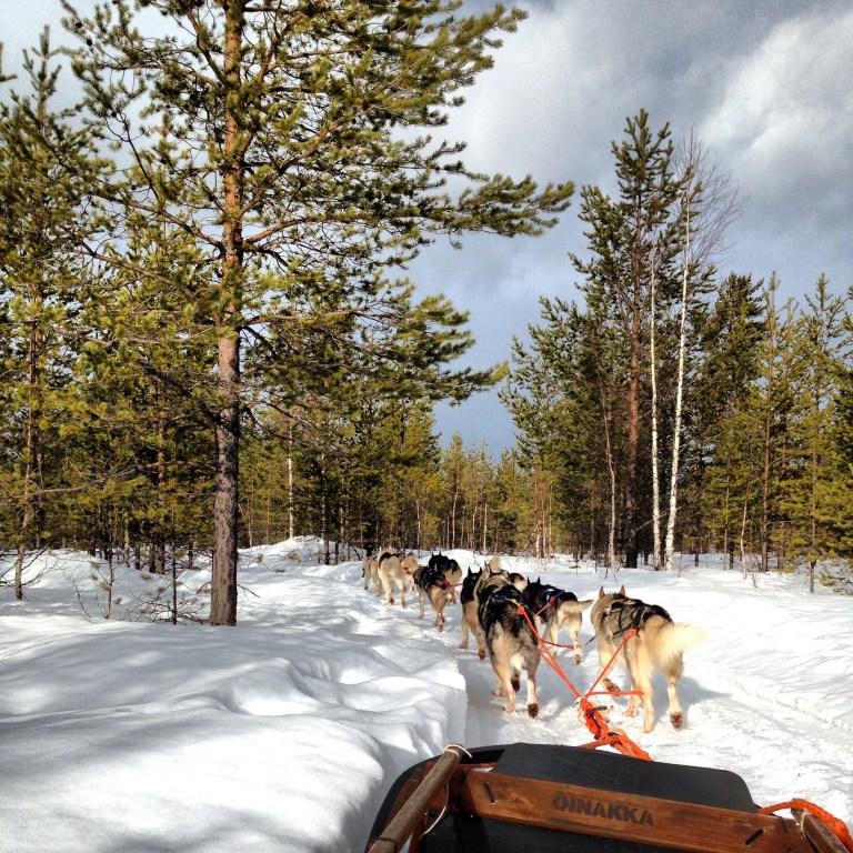 Riding with the huskies, Tiainen, Finland.