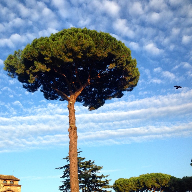 And the tree stands alone. Rome, Italy
