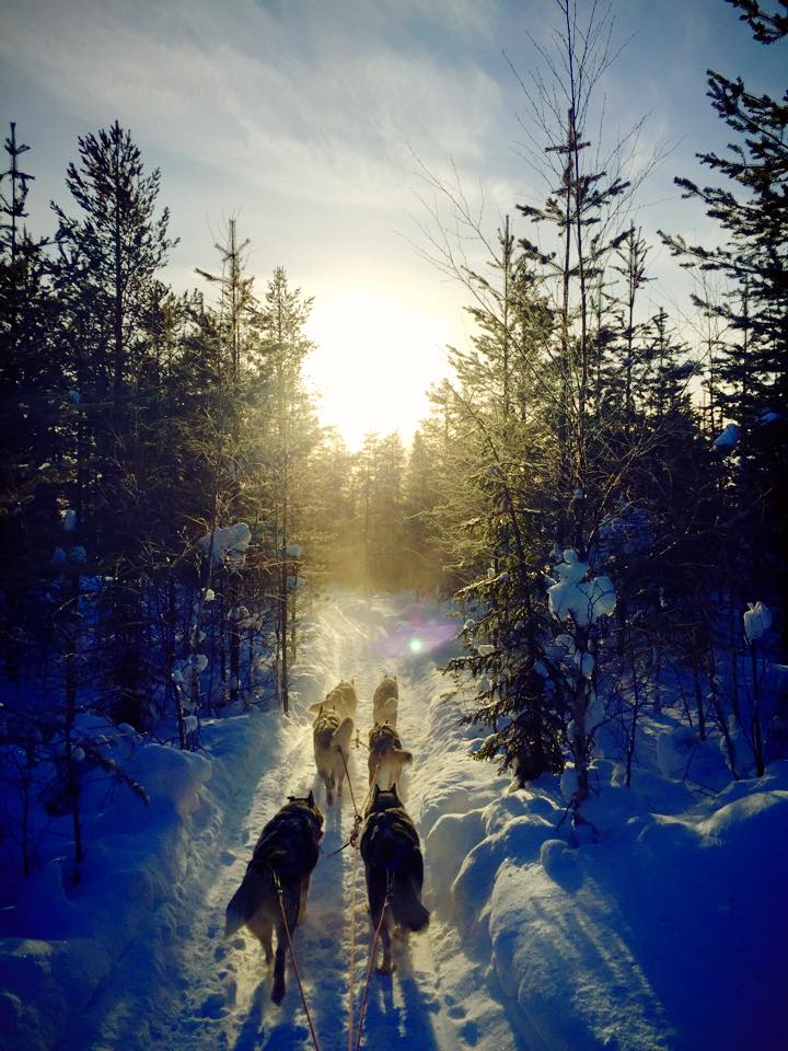 This is exactly how Usvatanssin Kennel (Finnish for "mist dance") got it's name. "When they run in the twilight on cold winter days, the beauty of their synchronized paces is like a dance which flows in the sparkling mist of the powder snow." One of the most beautiful things I've experienced in life.