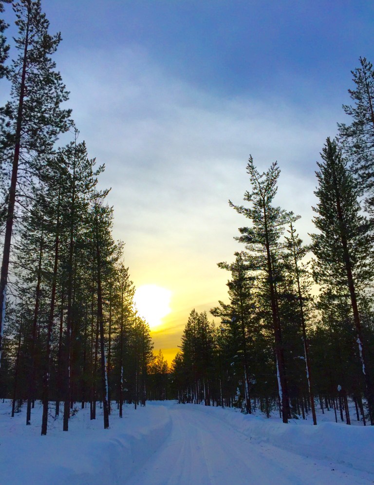 Sunset xc skiing through the forest.