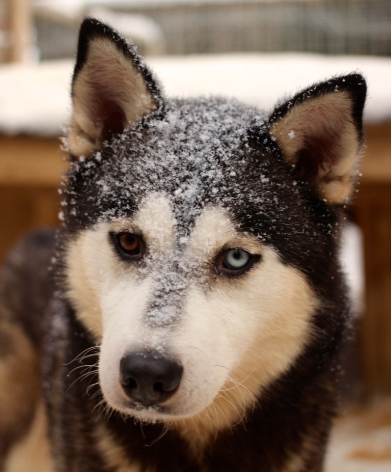 Iinna's brother Iisku...my other love.