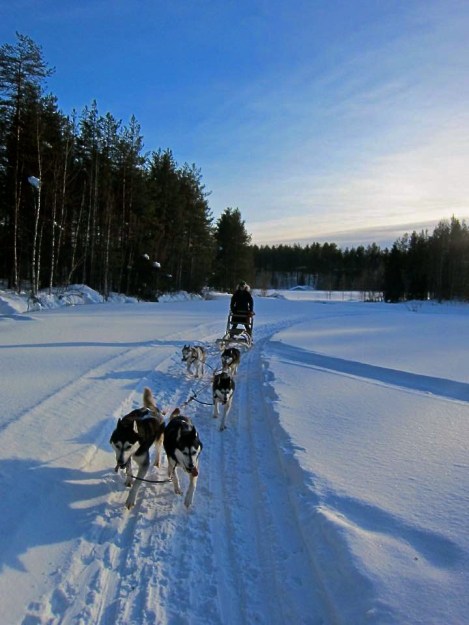 me & the misfits (Iinna and Iisku at wheel, Monty in swing and Juoksa and Juoksahkka in lead.)