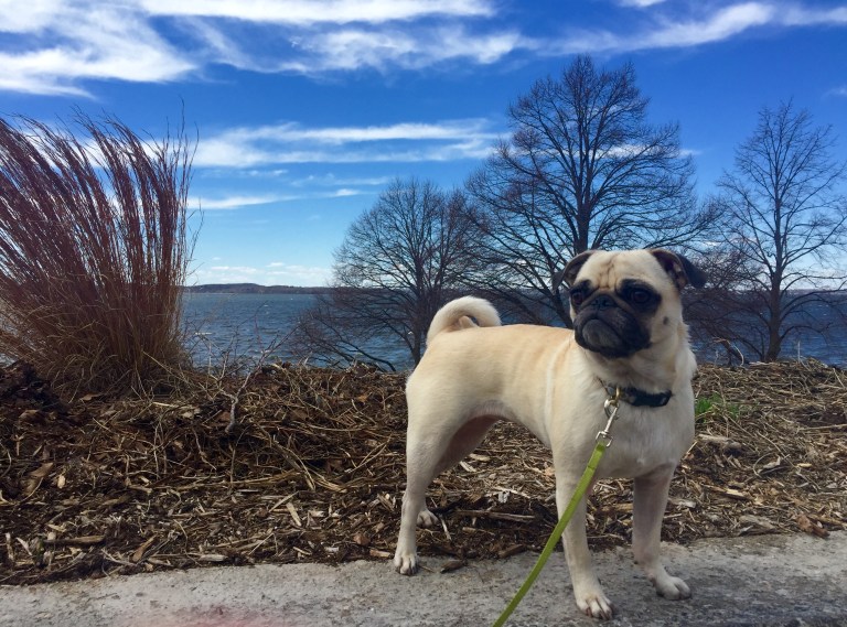 Daisy the pug on our walk by Lake Mendota yesterday. And just so you know, I picked up her poo as well. No one thinks THAT is gross. We're all just animals, people.