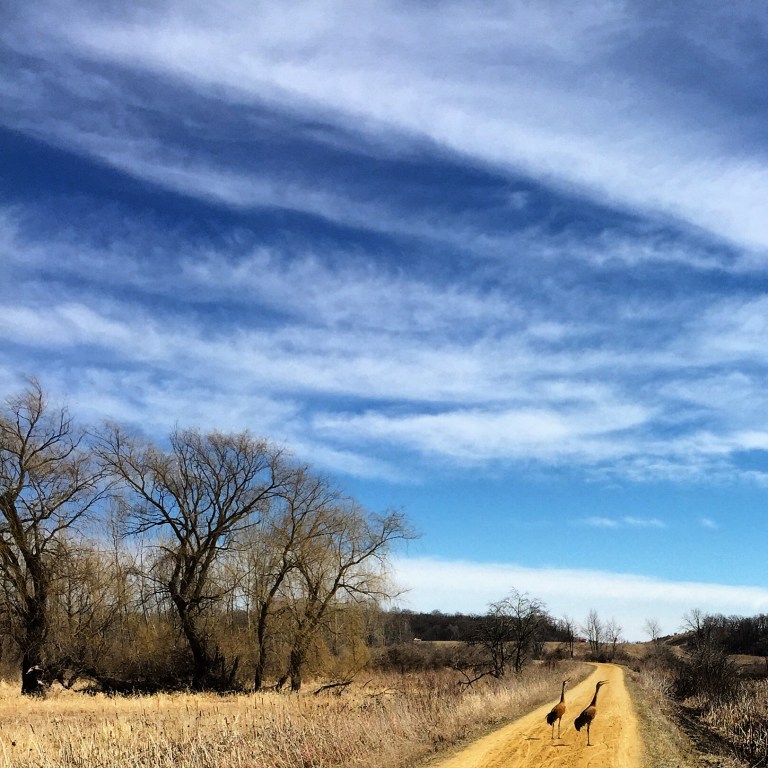 happy to share the bike path with these two sandhill cranes