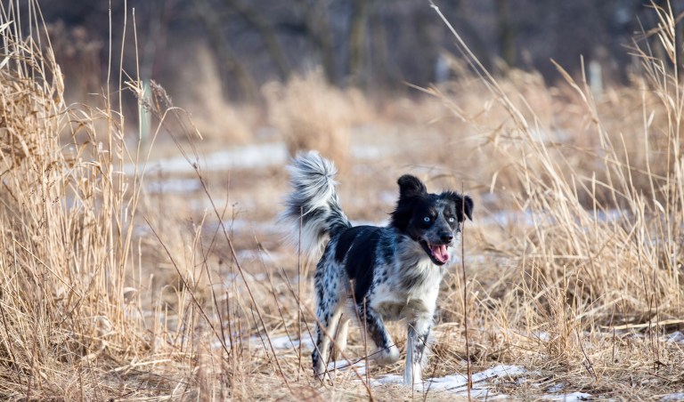 january 09, 2018 - freddie first bark park (8 of 23).jpeg
