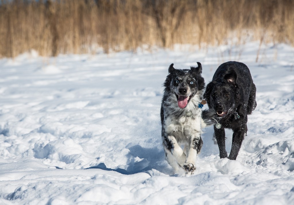 february 11, 2018 - wolves (25 of 25)