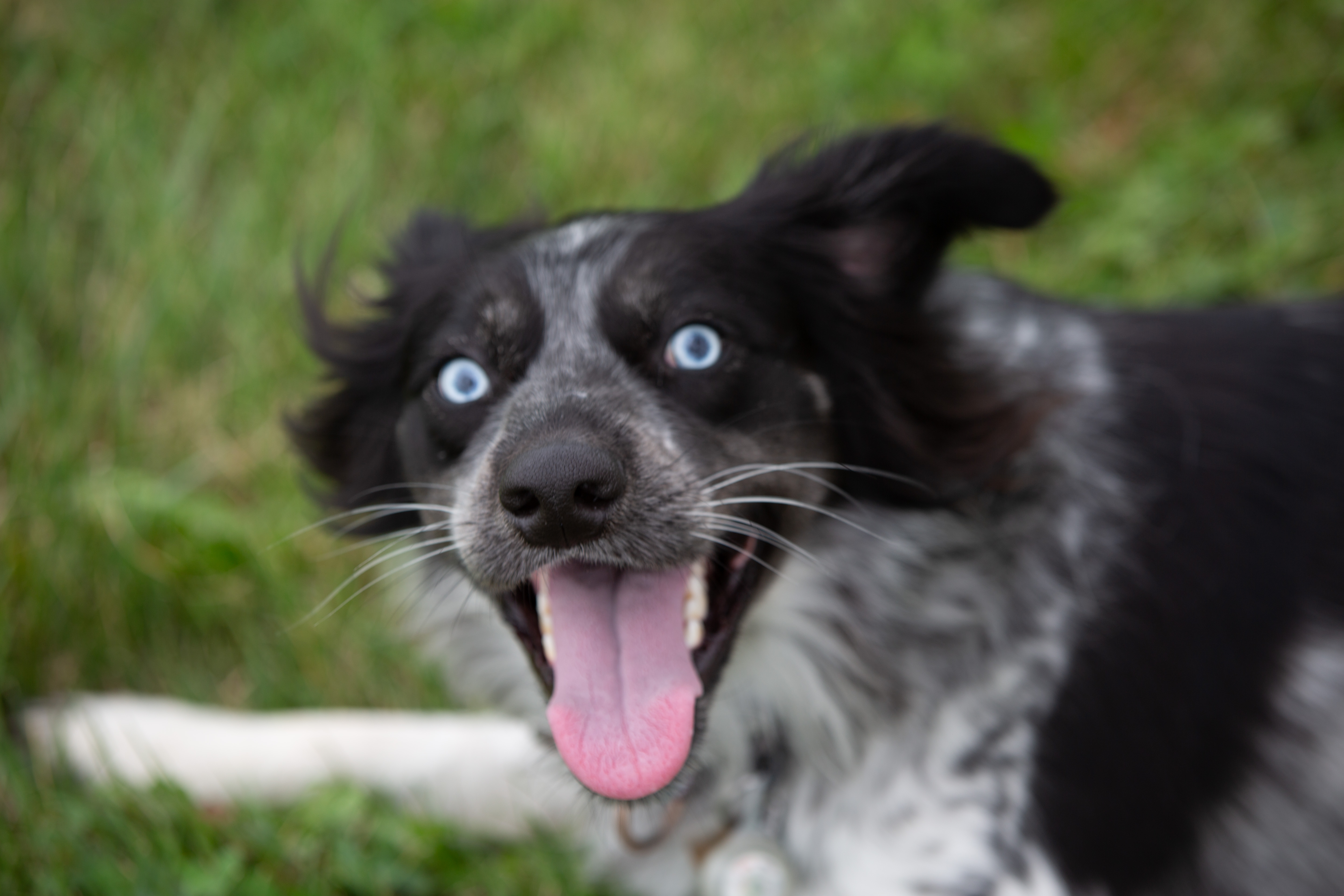 august-20-2018-monday-barking-7-of-8